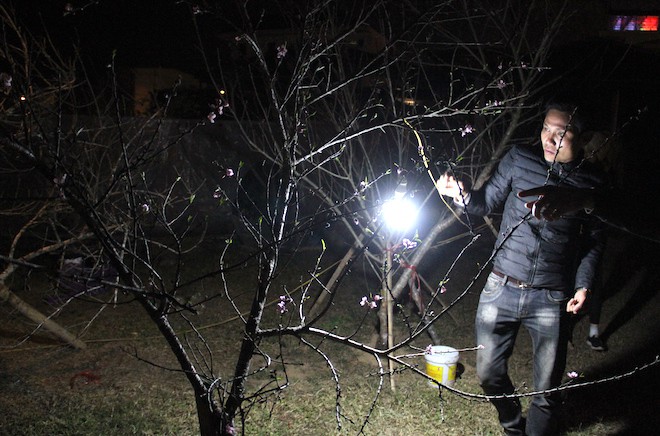 Trắng đêm ngồi co ro đốt củi sưởi ấm để canh đào, quất, hoa Tết